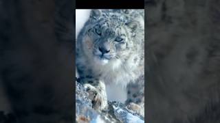 Himalayan Snow Leopard hunting a Mountain Goat 🐆🗻🐏shorts [upl. by Helbonnas428]