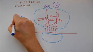 Synthèse des protéines 4  Traduction [upl. by Vincent]