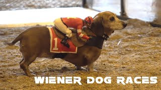 Wiener dog races at Oktoberfest [upl. by Beatriz]