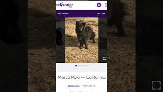 More weird PetFinder names petfinder weird what [upl. by Carbo836]