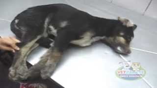 DISTEMPER CANINO wwwvetzaratecom [upl. by Annabelle]