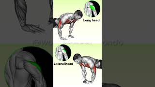 Tricep Workouts Explained Know the Difference for Maximum Growth [upl. by Novyaj]