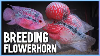 Easy way to Successfully Breed Flowerhorn in Aquarium [upl. by Ailekat26]