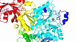 Phospholipase C beta activation Rac1 and Gqalpha [upl. by Fang148]