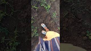 Kheti badi sorts trendingshorts youtubeshorts khetibadi farmer farming agriculturekheti [upl. by Beverie]