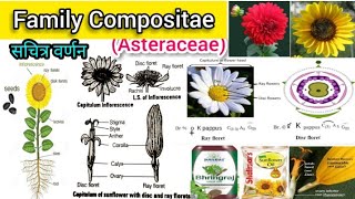 Family Compositae AsteraceaeCapitulum inflorescence Cypsella fruit Plant taxonomyPlant family [upl. by Atazroglam]