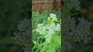 Boneset Flowers with Small Bees insects naturelovers nature insects bees [upl. by Melvin]