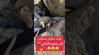 animals عالمالحيواناتالأليفة lanature animaux anassneuf4 العالمالعربي shorts اكسبلور 😂😂 [upl. by Euqinotna718]