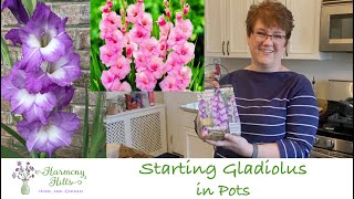 Starting Gladiolus in Pots  🌱🪴🌺❤️ [upl. by Boarer]