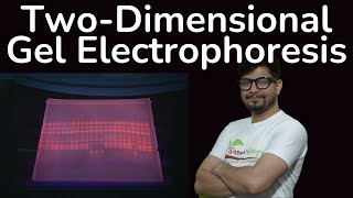 Two dimensional gel electrophoresis in Hindi  2d gel electrophoresis principle explained [upl. by Devi]