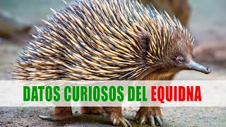 Los equidnas Tachyglossus Zaglossus  Datos curiosos de animales [upl. by Peck]