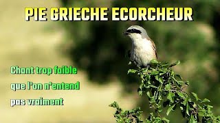 PIE GRIECHE ECORCHEUR son faible chant [upl. by Attenaej]