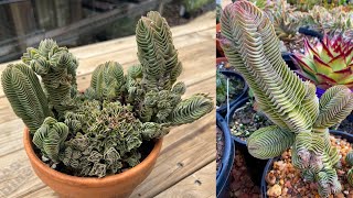 Crassula Buddhas Temple  Succulent Of The Day  Growing Tips And Propagation [upl. by Ainatit]