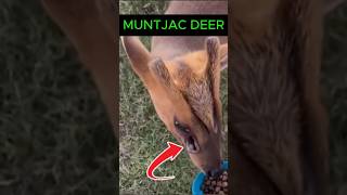 Muntjac Deer  Alien Deer [upl. by Nnyloj]