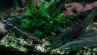 Gars Bichirs Eelfeeding frenzy [upl. by Suki]