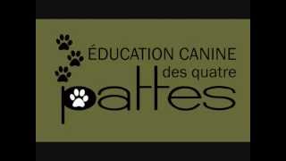 Comportement canin  Tout sur la possession de nourriture chez le chien [upl. by Guenevere]