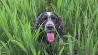 Cocker Spaniels gorgeous but mad [upl. by Tayyebeb723]