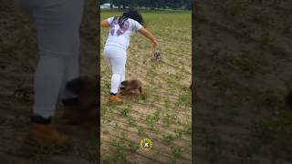 Muskrat Attacks On Girl 😂  🐀 Muskrats [upl. by Ecirtra]