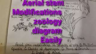 ATendrils BPhylloclad opundtia CCladode of asparagus DThoms of prunus EBulbil of agave [upl. by Maryanna]