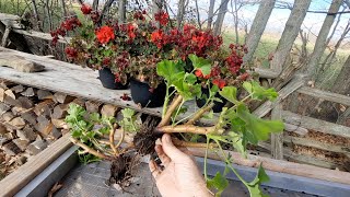 Overwintering Geraniums amp Saving Geranium Seeds [upl. by Enyahs]