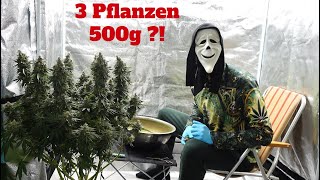 Wieviel Gramm ich mit 3 Pflanzen ernten konnte 500G  💚 Eine Humoristische Darbietung 💚 [upl. by Aneema523]