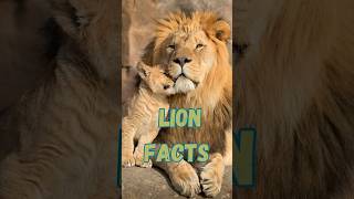 Lion facts [upl. by Ennaillij]