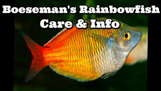 Boesemans rainbowfish Care and Information  Boesemani rainbowfish [upl. by Teage403]