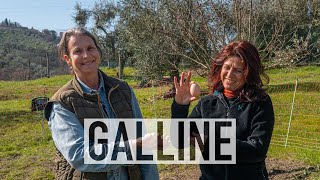 LE GALLINE DI EVA POLLAIO MOBILE PASCOLO RAZIONALE E LETTIERA PROFONDA 🐔 [upl. by Amme150]