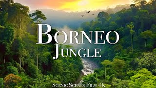 Borneo Jungle 4K  Amazing Tropical Rainforest In Asia  Scenic Relaxation Film [upl. by Enimisaj]