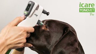 The new premium tonometer iCare TONOVET Pro [upl. by Yenaled]