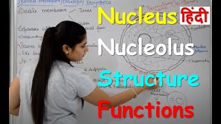 Nucleus Structure amp Functions in Hindi  Nucleolus  Nuclear Membrane  Nucleoplasm [upl. by Ybbed]