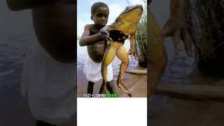 The Goliath Frog The Biggest Frog in The World animals [upl. by Ynogoham]