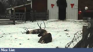 ReindeerCam Live Stream [upl. by Brotherson]