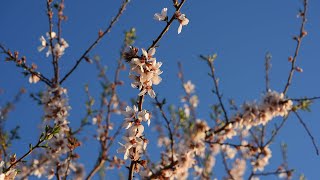 Almond orchard bloom and pollination [upl. by Dirrej209]