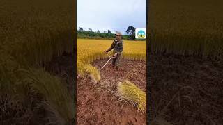 dhaan kheti 🌾farming satisfying gardening youtubeshorts 🌾😱 [upl. by Nylasej]