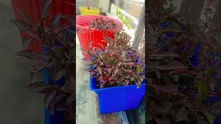 alternantheraytshorts plants trending garden getmyharvest preachandsaveplease subscribe 🙏 [upl. by Atterol]