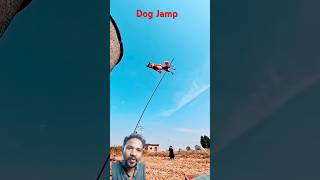 training Dog Jamp reel shortsvideo reels shorts viralshorts viral fanny funny [upl. by Sadiras]