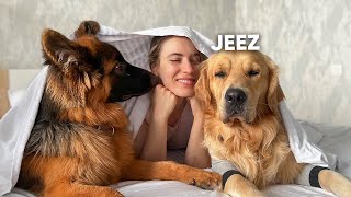 My Dogs Best Reactions  Funny Dog Videos  Part 2 [upl. by Pavel]