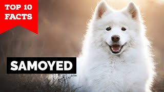 Samoyed  Top 10 Facts [upl. by Lowry374]