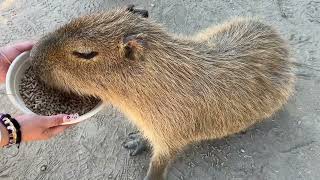 “ ZOOFARI “ Visitamos este maravilloso Zoológico del Estado de Morelos [upl. by Madson]