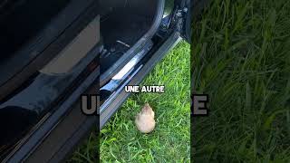 Ce Hamster est un Héros 👏 [upl. by Coney]