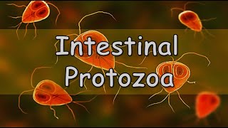 Quiz  Intestinal amp Urogenital Protozoa infections [upl. by Epp]