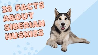 28 Facts About Siberian Huskies [upl. by Boony]