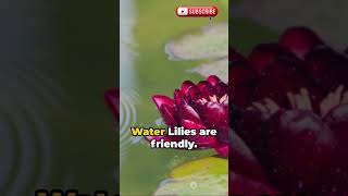 Water Lily Wonders A Dive into Aquatic Beauty shortvideo viral shorts [upl. by Ecirtak]