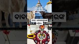 ବାବା ଧବଳେଶ୍ଵରଙ୍କ ମହିମା odiavlogmanu ajai pravu Dhabaleswar 🙏 [upl. by Danyette]