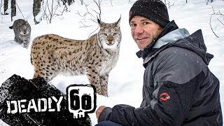 Incredible Jumping Lynx  Deadly 60  BBC Earth Kids [upl. by Leclair]