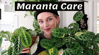 Maranta Plant Care  Propagation 🌿 [upl. by Grover781]