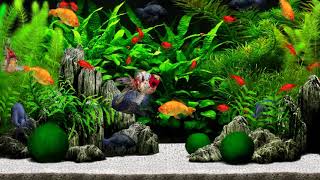 Aquazone Desktop Garden  Goldfish Tank 2 4K [upl. by Nilloc971]