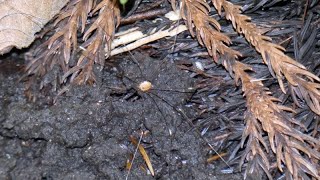 Daddylonglegs Eats Poop of Japanese Raccoon Dog [upl. by Rafaelof]