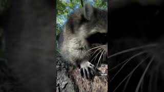 Rusty Lee 🥰🥰 raccoon funny [upl. by Ilehs]